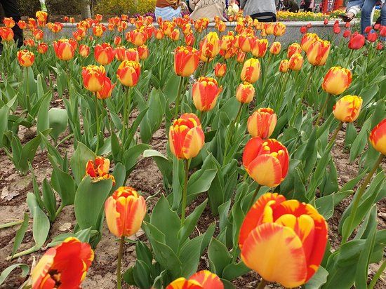 ChaoYang GuiHua YiShuGuan